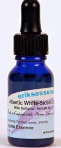 Atlantic White - Sided Dolphin