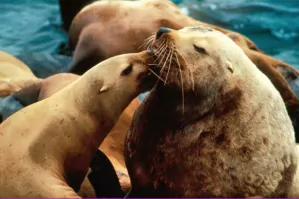 50 - Steller Sea Lion