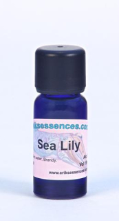 22 - Sea lily 