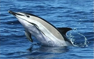 Short Beaked Common Dolphin - 15ml